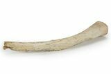 Fossil Plesiosaur Rib Section - Asfla, Morocco #240977-1